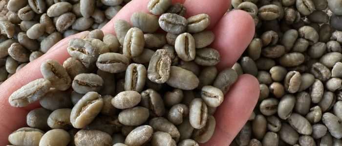 arabica peaberry honey gayo 1